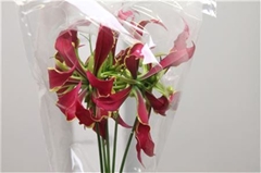 Gloriosa Rothschild Short 20cm