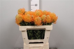 Leuco Jelena 50cm