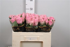 R Gr Celeb 50cm