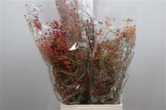 Rosa Corallo 70cm