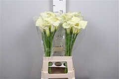 Zant Bridal Bliss 70cm