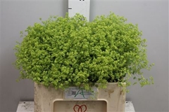 Alchem M Robustica 55cm