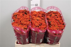 Chr San Aaa Insta 55cm 100g