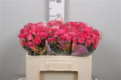 R Tr Lianne 50cm 45+