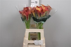 Zant Captain Trinity 65cm