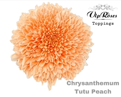 Chr G Tutu Peach