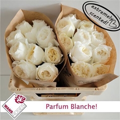 R Gr Parfum Blanche! 50cm 3,5cm