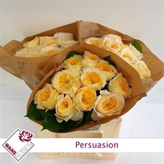 R Gr Persuasion 40cm 4cm