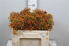 Rosa Prinsberry Oran 50cm