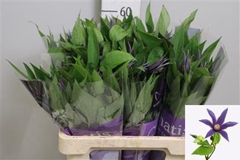 Clematis Amazing Bl Oslo 60cm 23 4