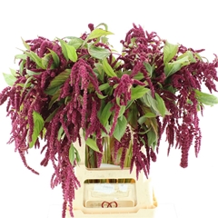 Amar Ca Lov Li Bleed 65cm