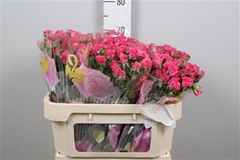 R Tr Lianne 70cm 65+