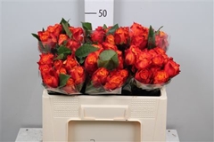 R Gr Atomic 50cm