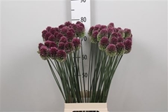 Allium Sphaerocephal 80cm