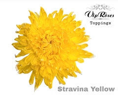 Chr G Stravina Yellow