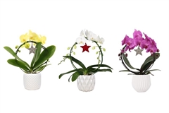 Phal Gem 2 Tak 12Ø 45cm