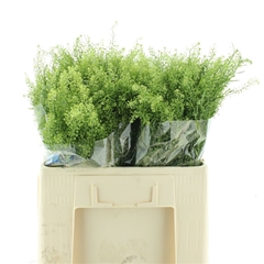 Lepidium Gree Dragon 70cm 28gram