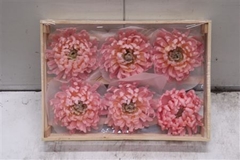 Wax Bol Chrysant Light Rosa