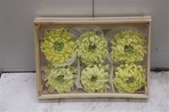 Wax Bol Chrysant Crema