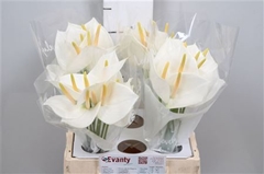 Anth A White Love 35cm 7cm Ø