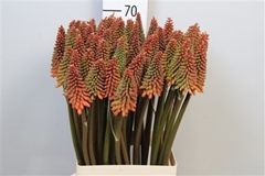 Kniphofia Alcazar 70cm
