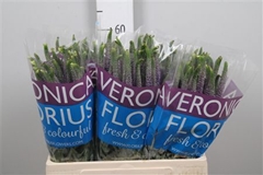 Veron Smart Viola 60cm