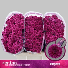 Chr San Aaa Purpetta 55cm 110g