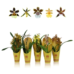 Orchideeen Gemengd 9Ø 35cm