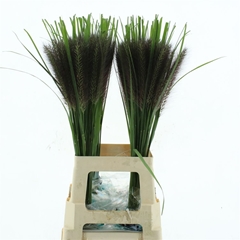 Pennisetum Other 80cm