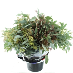 Euc Polyan Frui P Bs 65cm 300gram