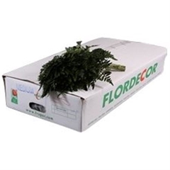 Leatherleaf 50cm