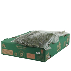 Leatherleaf 50cm