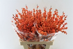 Ilex Winter Gold 60cm