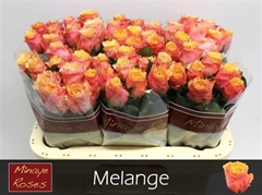 R Gr Melange 60cm