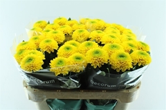 Chr G Brasiliana 70cm 75gram