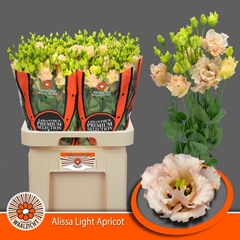 Eust G Alissa Light Apric 70cm