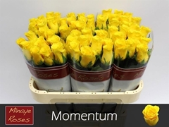 R Gr Momentum+ 70cm
