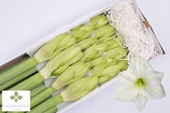 Hipp Ga Albarino 85cm 4+