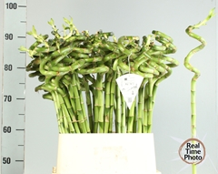 Lucky Bamboo Stem Spiral 90cm