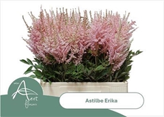 Astil Ar Erika 65cm