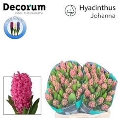 Hyac Johanna