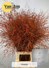 Siergr Ov Klb Oranje
