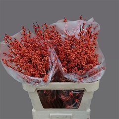 Ilex Ve Winter Gold 80cm
