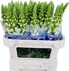 Antir Poto Earl Whit (v.buiten)