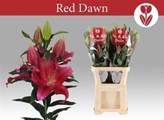 Li Or Red Dawn