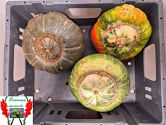 Cuc Maxima Halloween