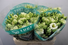 Eus G Rosi Green