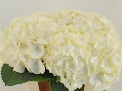 Hydr M Ch Whi Verena 80 - 22