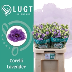 Eus G Corelli Lavend