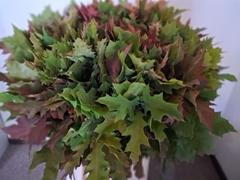 Querc Rubra Naturel